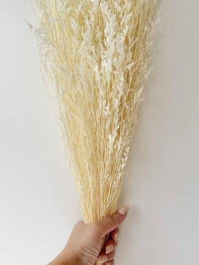 Limonium white