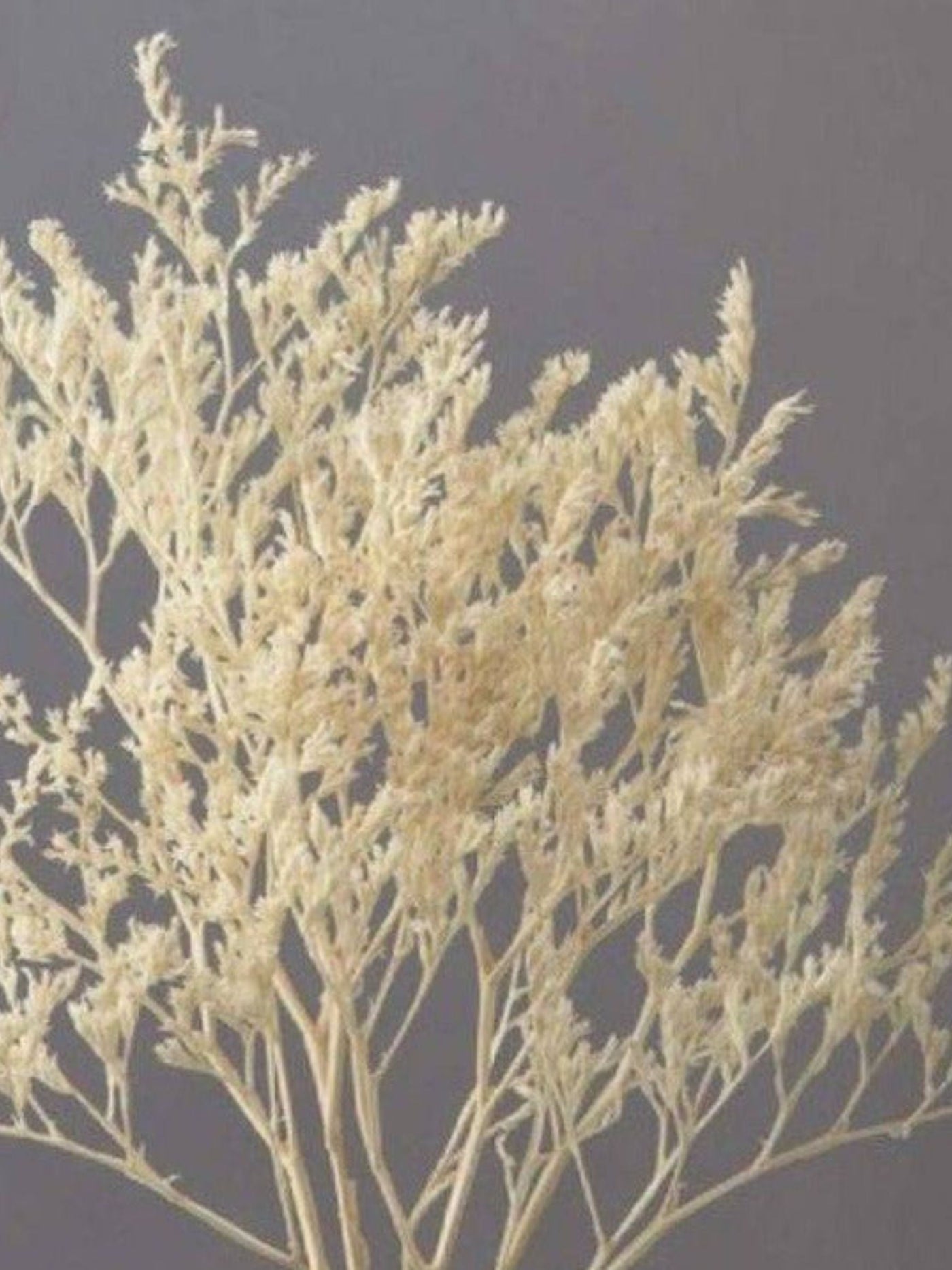 Limonium white