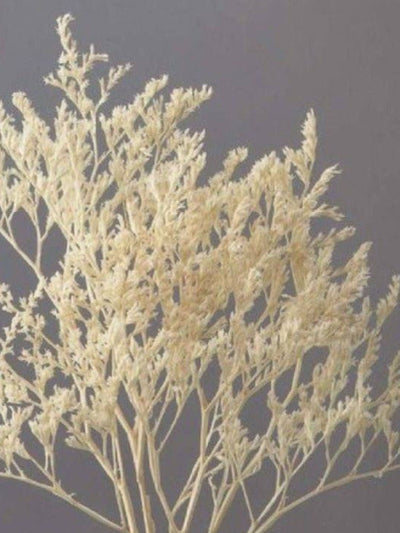 Limonium white