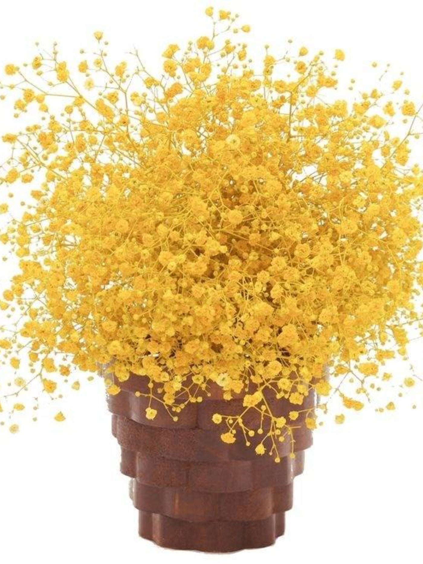 yellow baby breaths