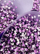 Purple Baby breaths