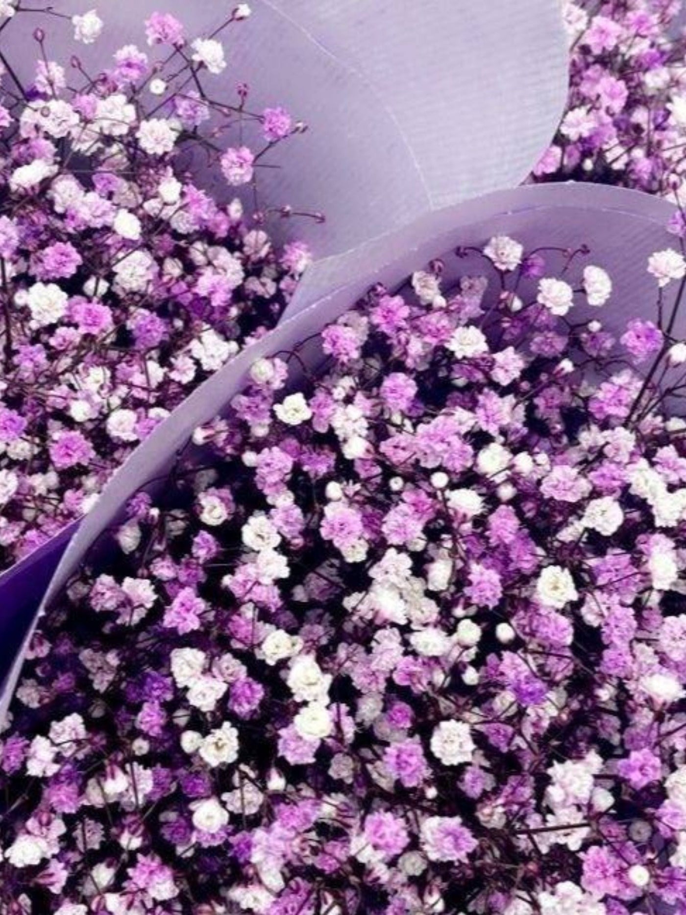 Purple Baby breaths