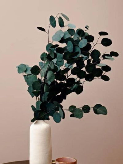 Lucid white vase with Eucalyptus