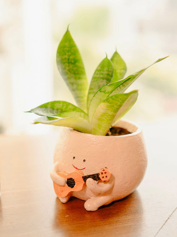 The Jazzy Planter