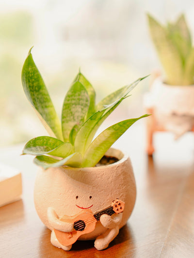 The Jazzy Planter