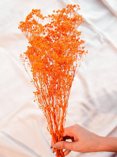 Orange baby breaths