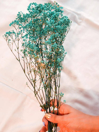 Turquoise Blue baby breaths