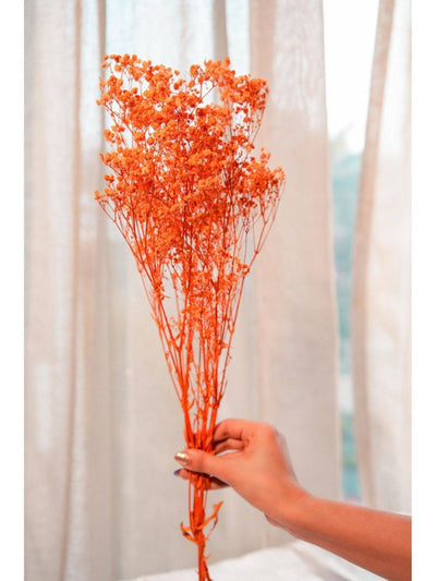 Orange baby breaths
