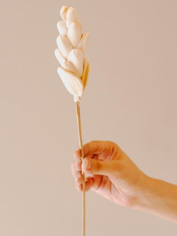 Akondo stick