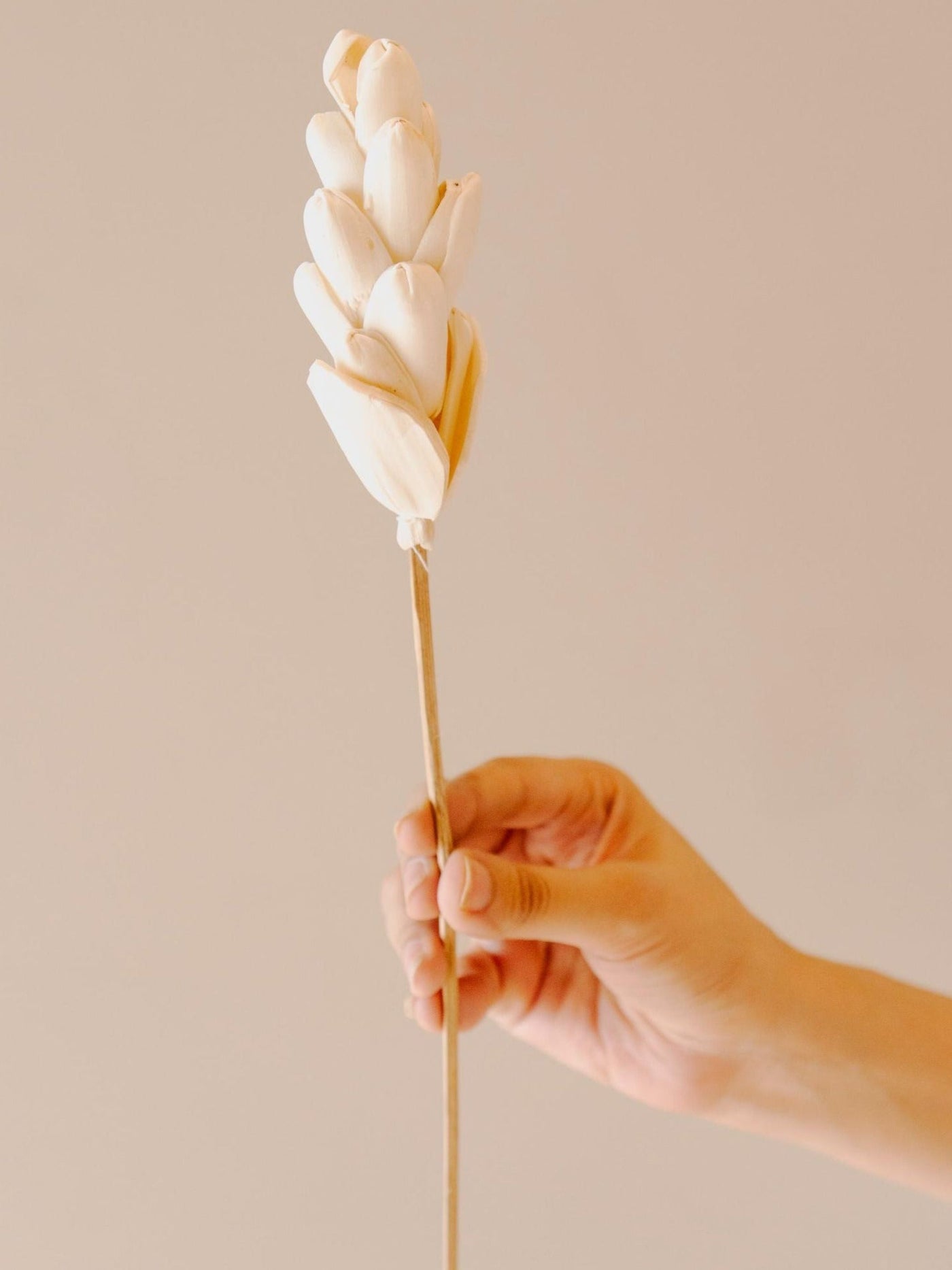 Akondo stick