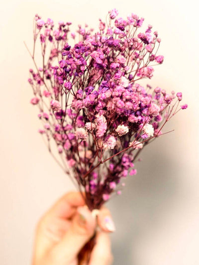 Purple Baby breaths