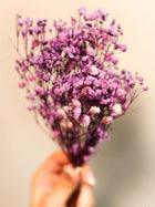 Purple Baby breaths