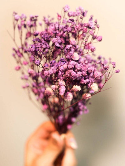 Purple Baby breaths
