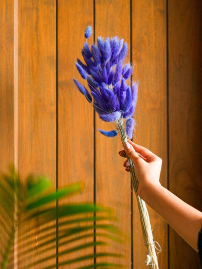 Royal Blue-Bunny tails-set of 50 stems