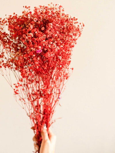 Red baby breaths