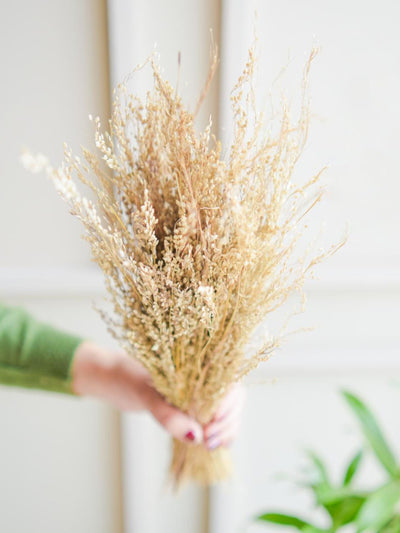 Star grass