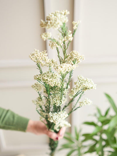 Rice flower-White
