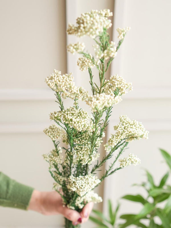 Rice flower-White