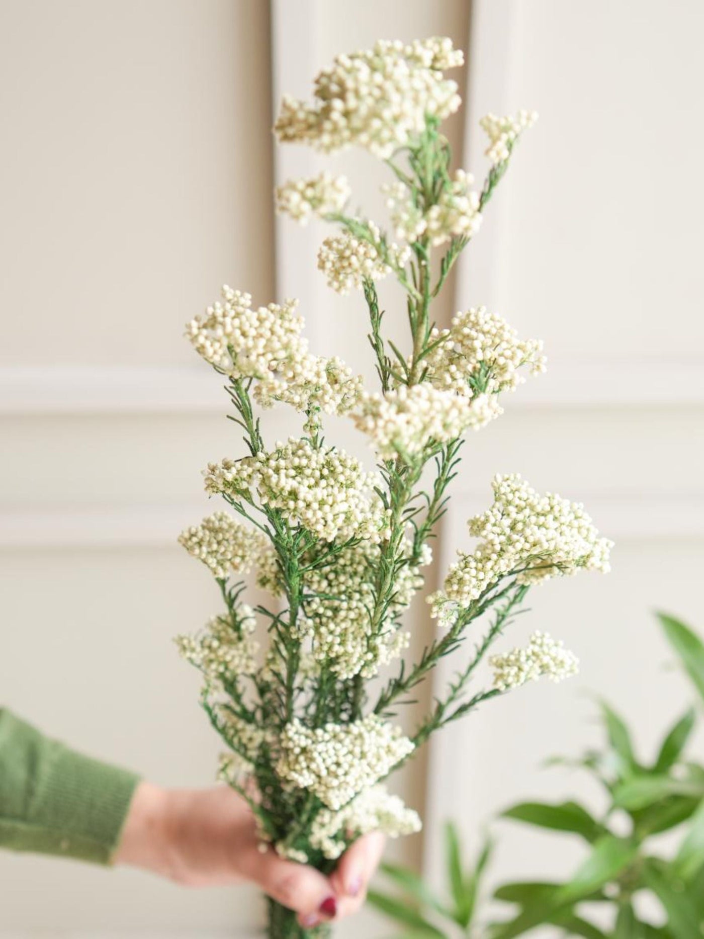 Rice flower-White