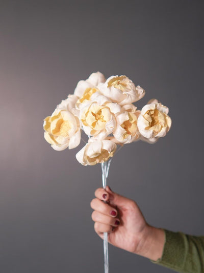 Dual shade sola peony-Yellow and white