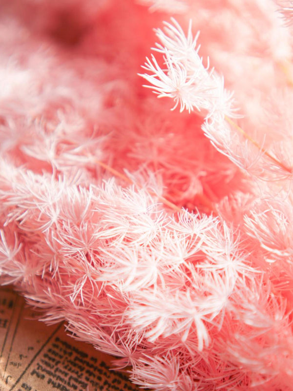 asparagus fern-Pink