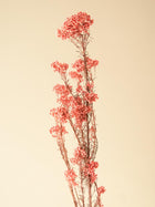 Rice flower-Dark  Pink
