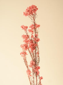 Rice flower-Dark  Pink