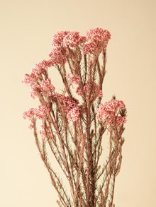Rice flower-Light Pink