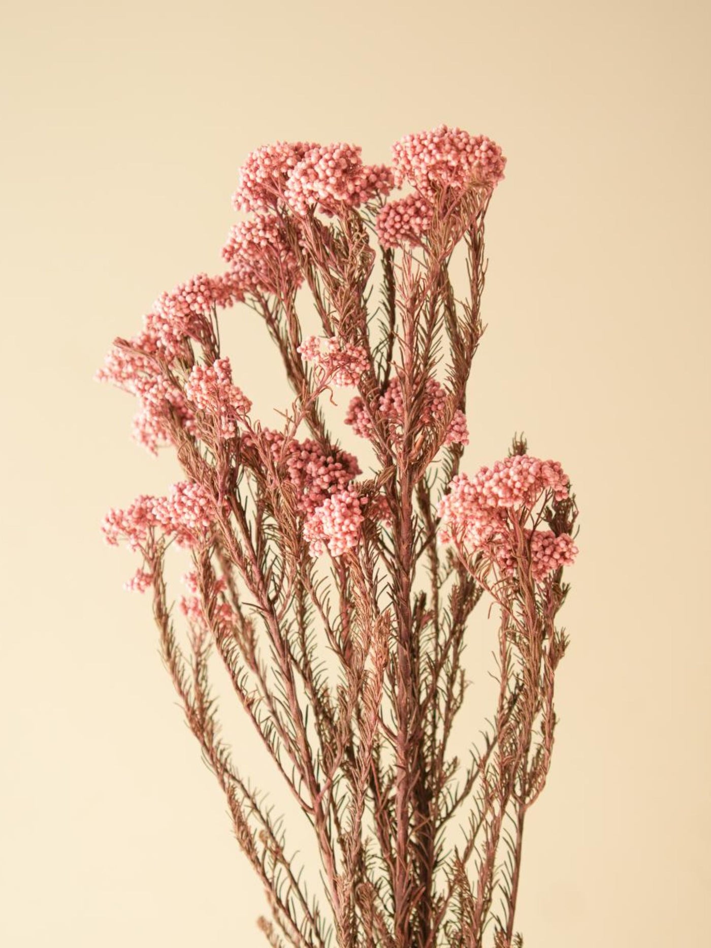 Rice flower-Light Pink