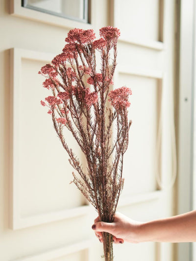 Rice flower-Light Pink