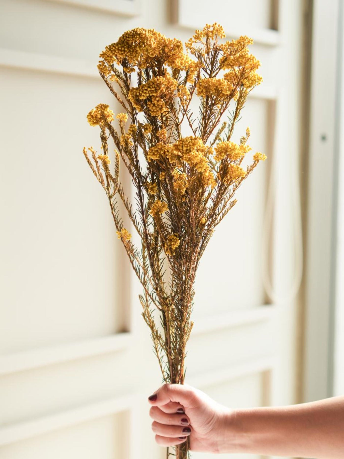 Rice flower-Yellow