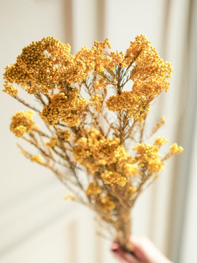 Rice flower-Yellow