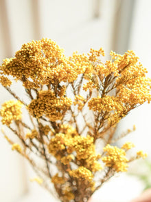 Rice flower-Yellow