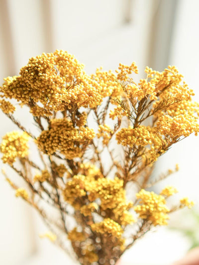 Rice flower-Yellow