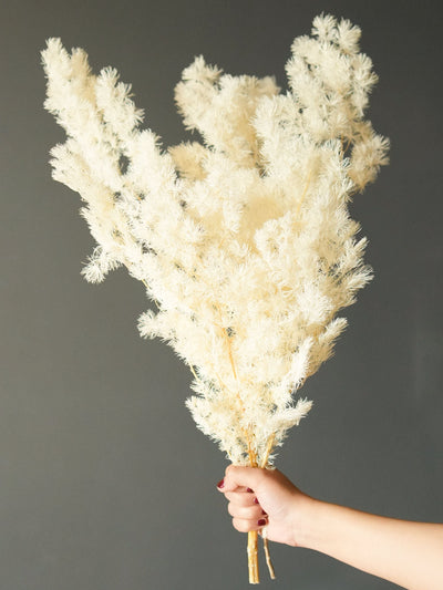 asparagus fern-white (Copy)