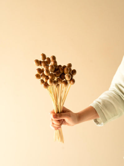 Oak tree seeds