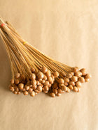 Oak tree seeds