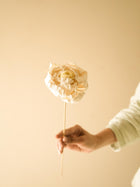 Cabbage Flower