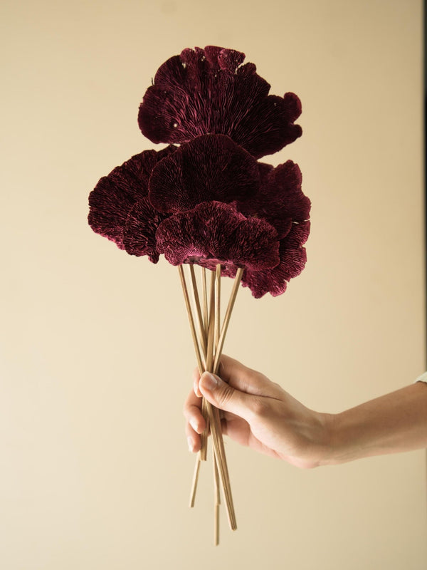 Red Sponge mushroom