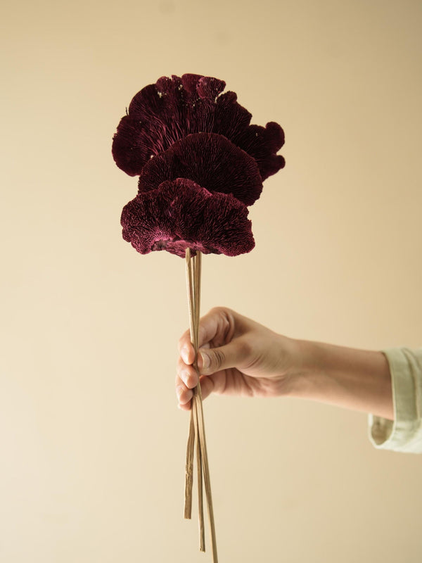 Red Sponge mushroom
