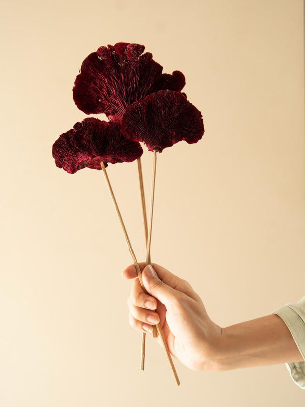 Red Sponge mushroom