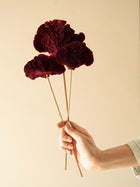Red Sponge mushroom
