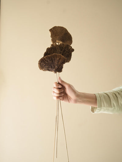 Natural Sponge mushroom