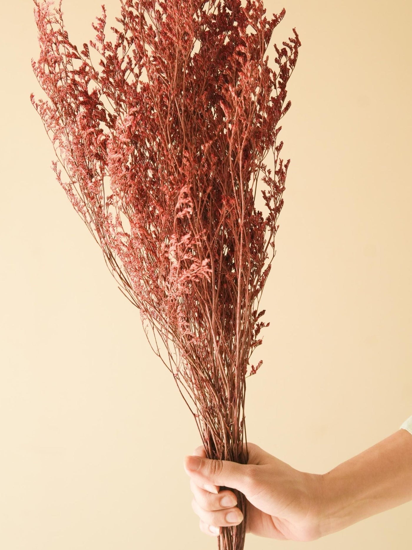 Red Limonium