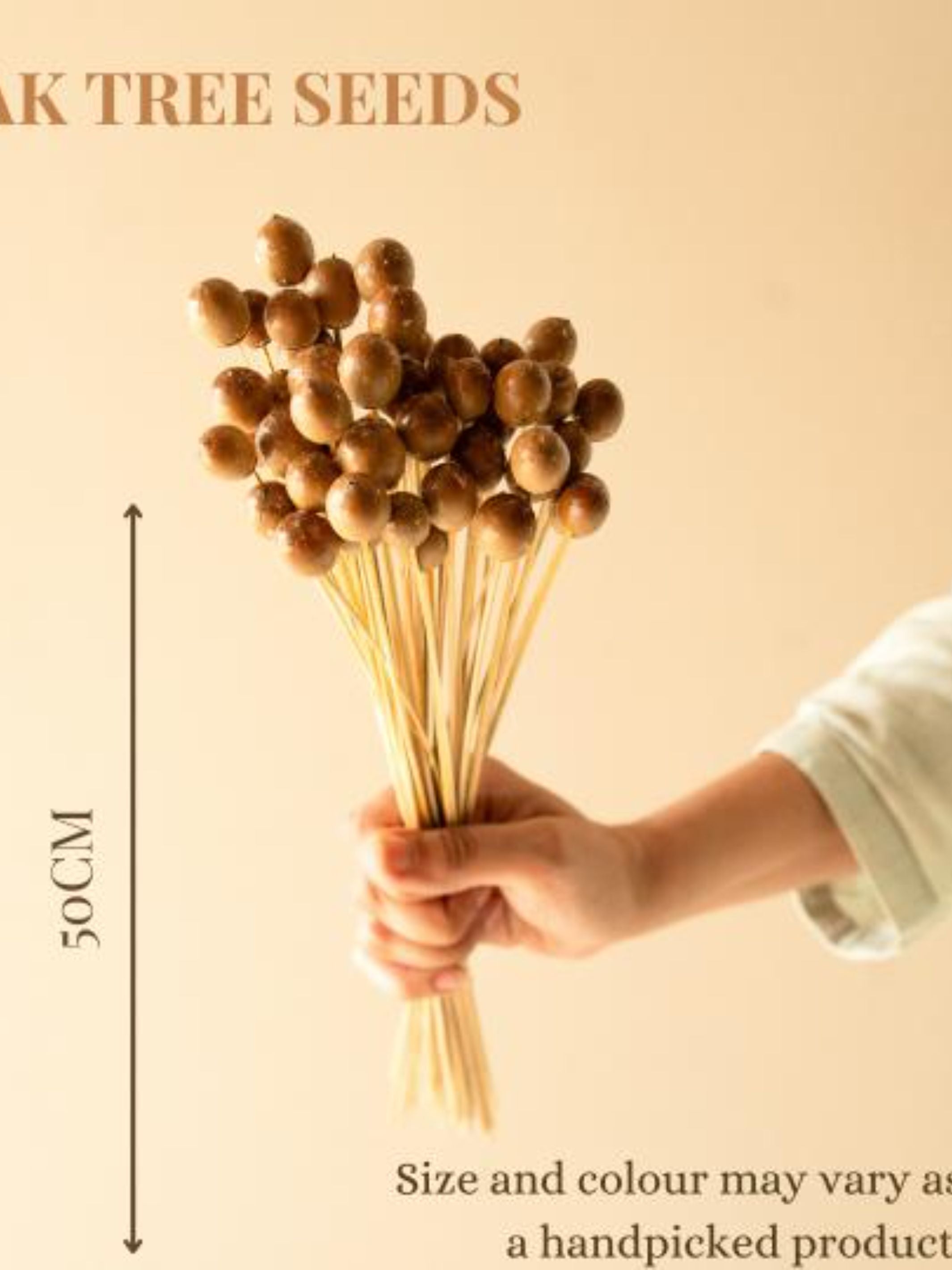 Oak tree seeds