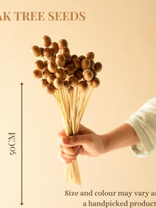 Oak tree seeds