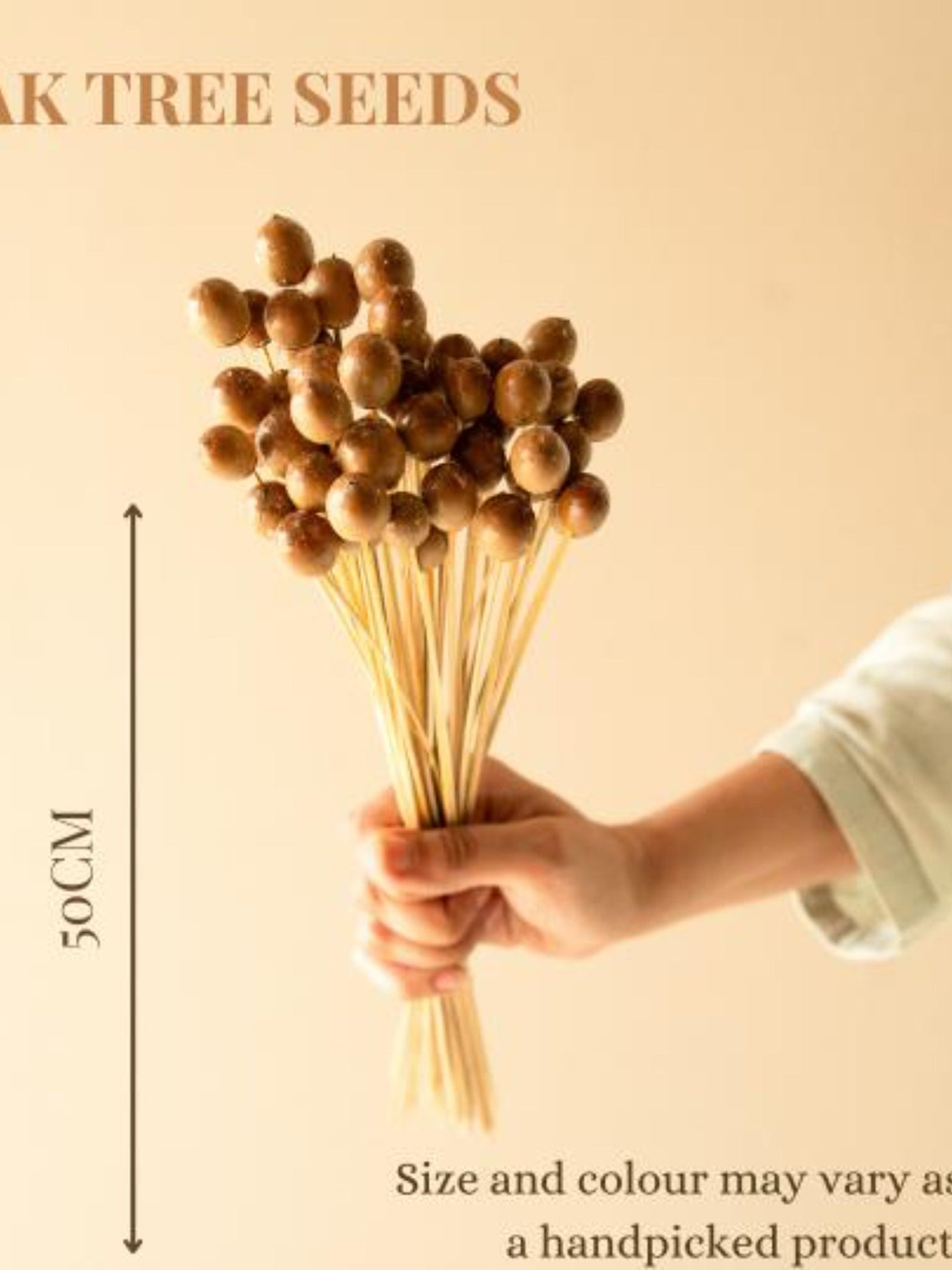 Oak tree seeds