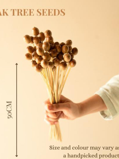 Oak tree seeds