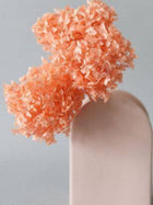 Hydrangeas _Peach