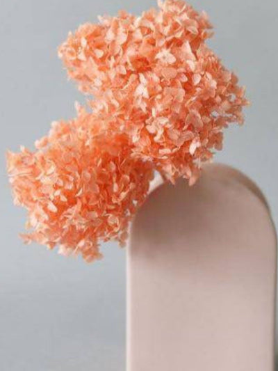 Hydrangeas _Peach